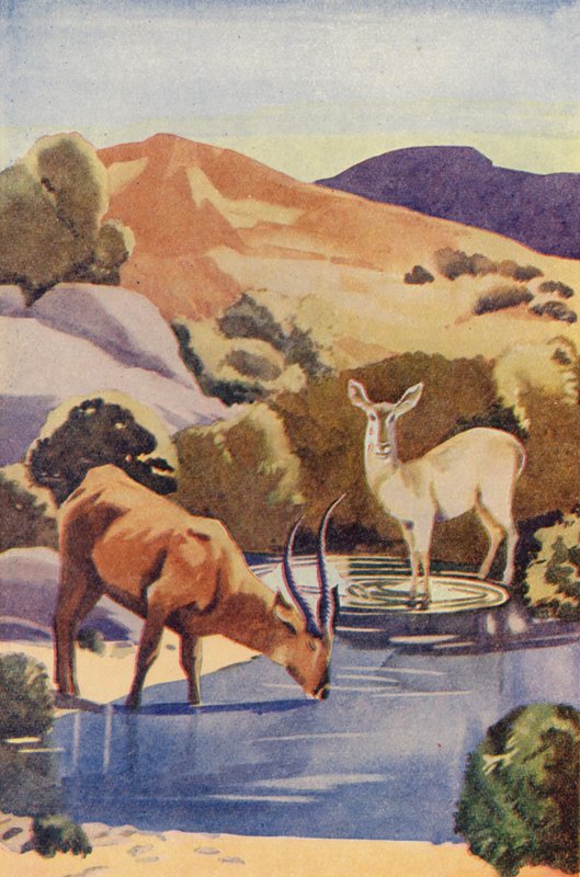 Antylopy w Drinking Hole (kolorowa litografia) autorstwa English School