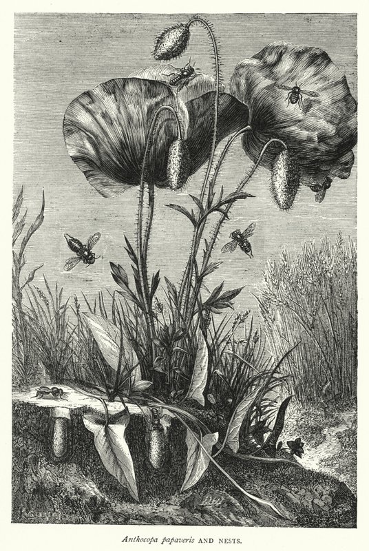 Anthocopa papaveris i Gniazda (rycina) autorstwa English School