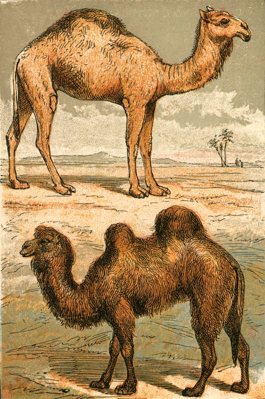 Wielbłąd arabski i wielbłąd baktryjski autorstwa English School