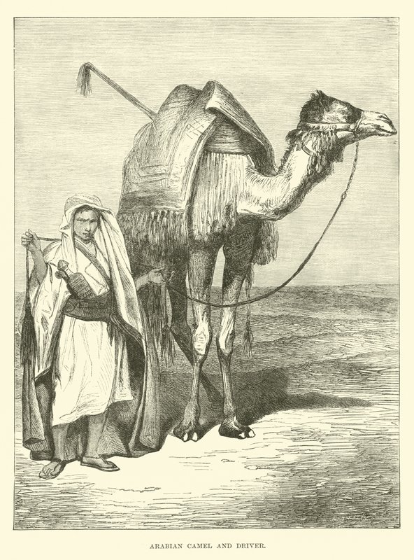 Wielbłąd arabski i kierowca autorstwa English School