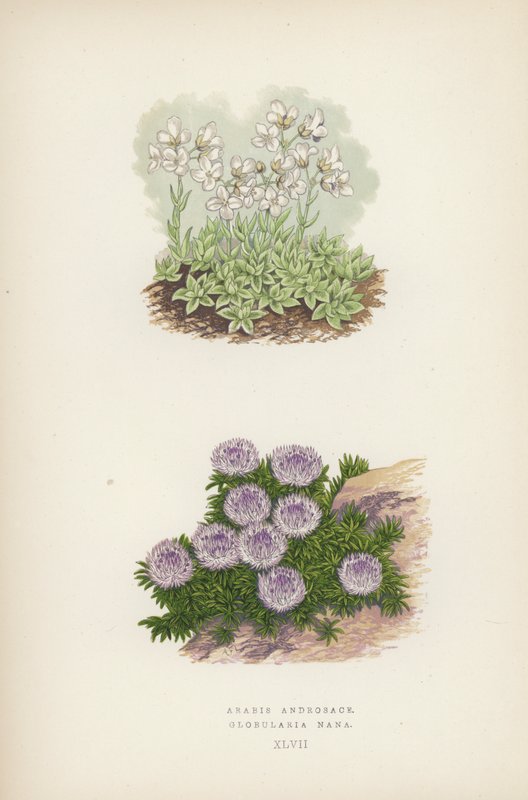Arabis Androsace; Globularia Nana (kolor lito) autorstwa English School