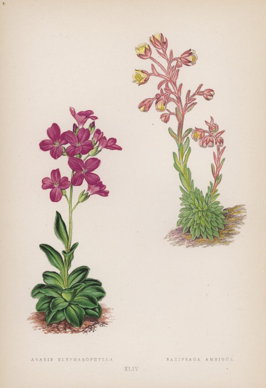 Arabis; Saxifraga Ambigua (kolor lito) autorstwa English School