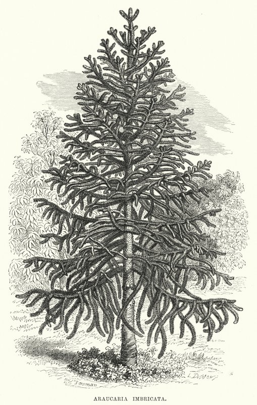 Araucaria Imbricata (grawerowanie) autorstwa English School