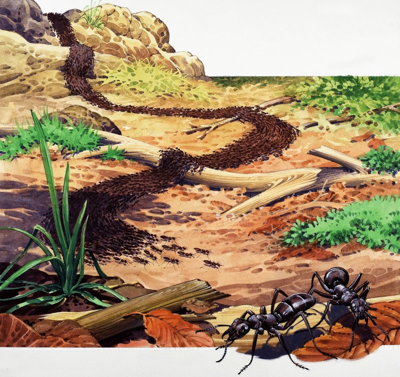 Armia Ant autorstwa English School