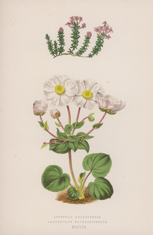 Asperula Arcadiensis; Ranunculus Parnassifolius (kolorowa litografia) autorstwa English School
