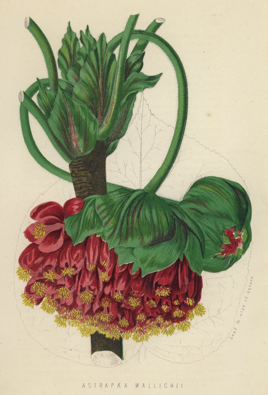 Astrapaea Vallihii (chromolit) autorstwa English School