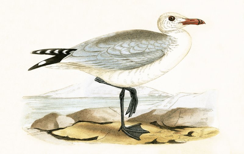 Mewa Audouina, ilustracja z „Historii ptaków Europy nieobserwowanych na wyspach brytyjskich” Charlesa Roberta Bree (1811-86), opublikowana w 1867 r. autorstwa English School