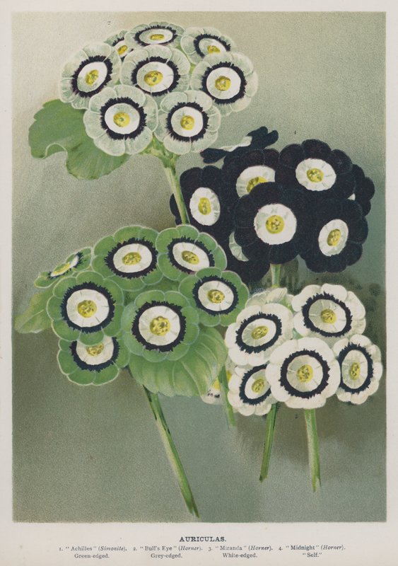 Auriculas autorstwa English School