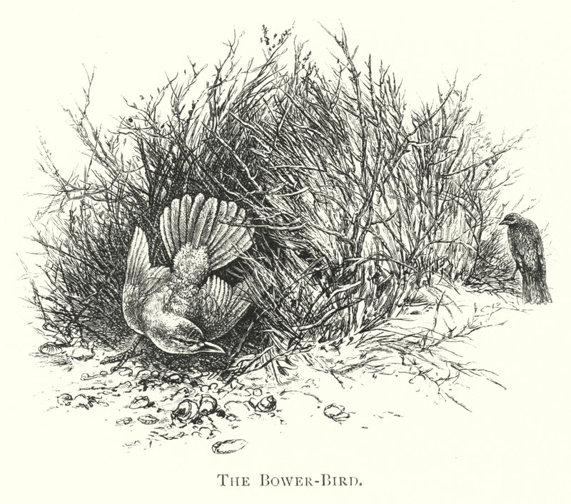 Australia: The Bower-Bird (rycina) autorstwa English School