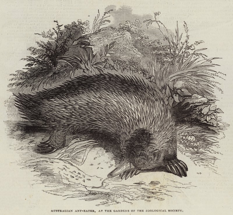 Australijski mrówkożerca, w Ogrodach Towarzystwa Zoologicznego (rycina) autorstwa English School