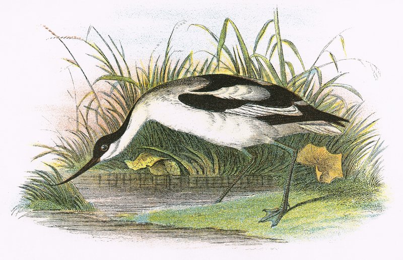 Avocet autorstwa English School