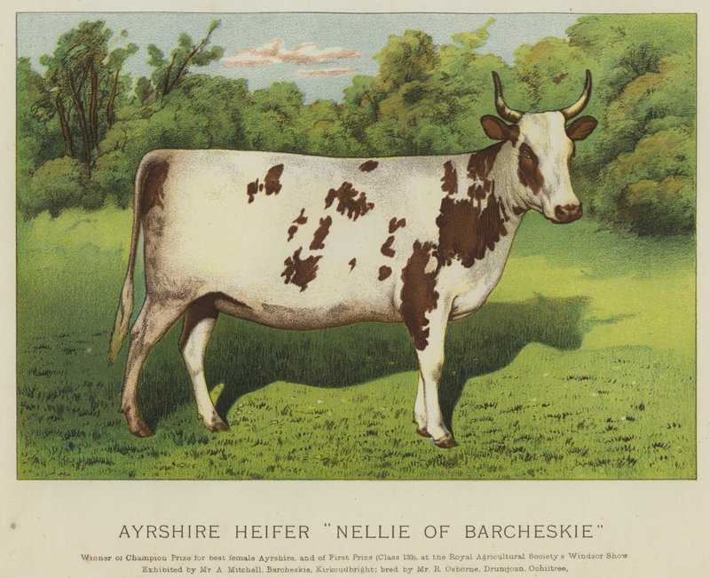 Ayrshire Jałówka "Nellie of Barcheskie" (kolor lito) autorstwa English School