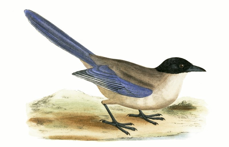 Lazurowa sroka, ilustracja z „Historii ptaków Europy nieobserwowanej na wyspach brytyjskich” Charlesa Roberta Bree (1811-86), opublikowana w 1867 r. autorstwa English School