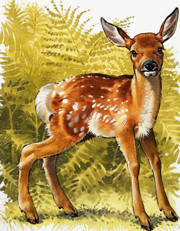Baby Deer autorstwa English School