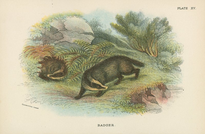 Borsuk autorstwa English School