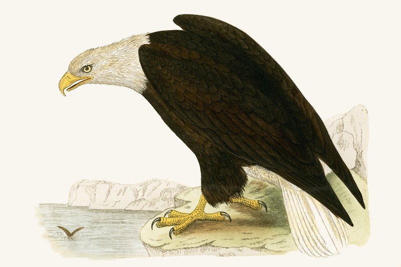 Bielik, ilustracja z „Historii ptaków Europy nieobserwowanej na wyspach brytyjskich” Charlesa Roberta Bree (1811-86), opublikowana w 1867 r. autorstwa English School