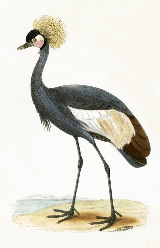 Balearic Crane, ilustracja z „Historii ptaków Europy nieobserwowanych na wyspach brytyjskich” Charlesa Roberta Bree (1811-86), opublikowana w 1867 r. autorstwa English School