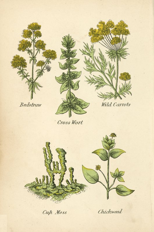 Bedstraw, Krzyżówka, Dzika Marchewka, Cup Moss, Chickweed (kolor lito) autorstwa English School