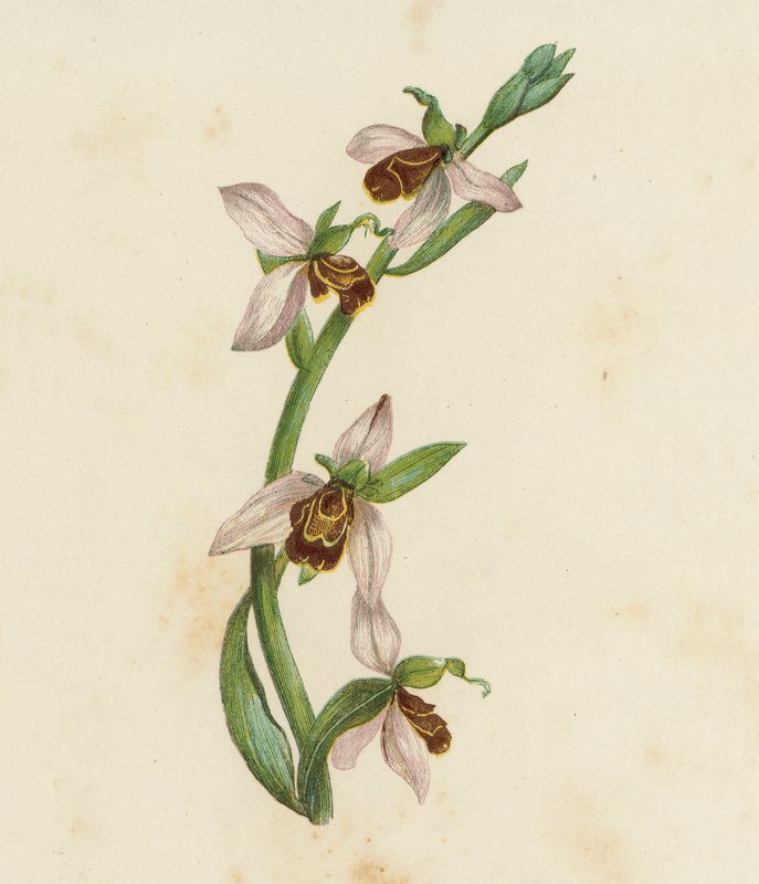 Storczyk pszczeli, Ophrys Apifera (kolorowa litografia) autorstwa English School