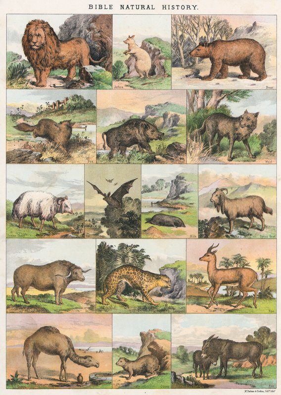 Biblijna historia naturalna autorstwa English School