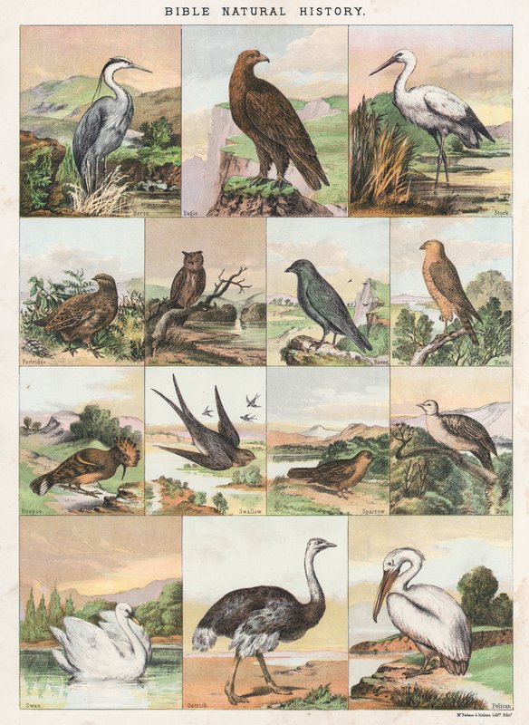 Biblia Historia naturalna autorstwa English School