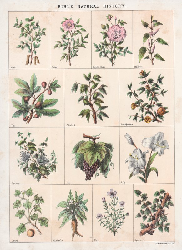 Biblijna historia naturalna autorstwa English School