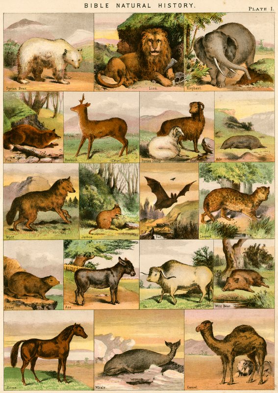 Biblijna historia naturalna autorstwa English School