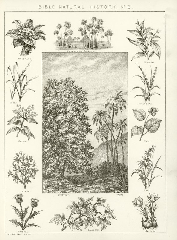 Biblijna historia naturalna autorstwa English School