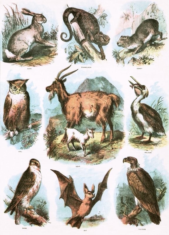 Ilustracje biblijne autorstwa English School