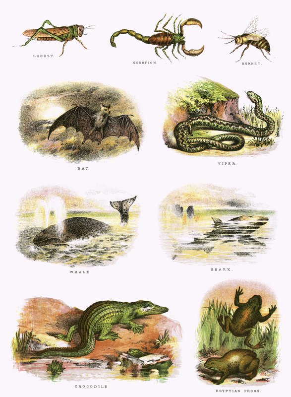 Biblijna historia naturalna autorstwa English School