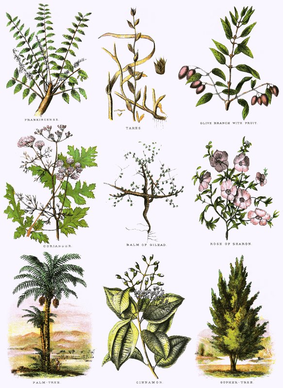 Biblijna historia naturalna autorstwa English School