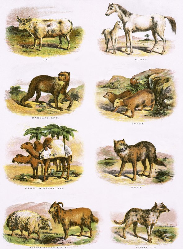 Biblijna historia naturalna autorstwa English School