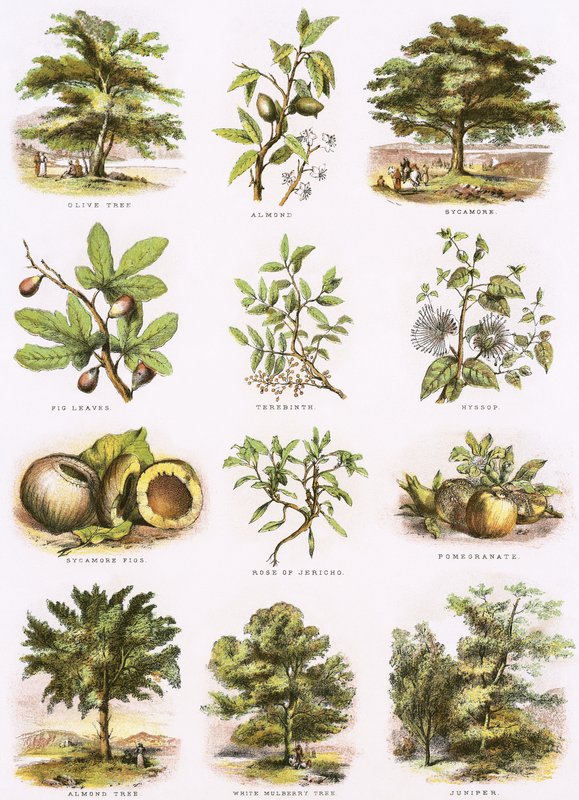 Biblijna historia naturalna autorstwa English School