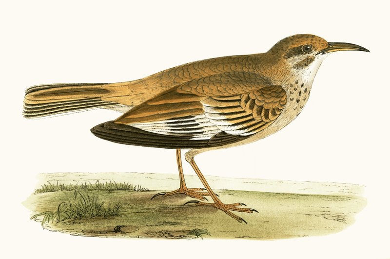 Bifasciated Lark, ilustracja z „Historii ptaków Europy nieobserwowanych na wyspach brytyjskich” Charlesa Roberta Bree (1811-86), opublikowana w 1867 r. autorstwa English School
