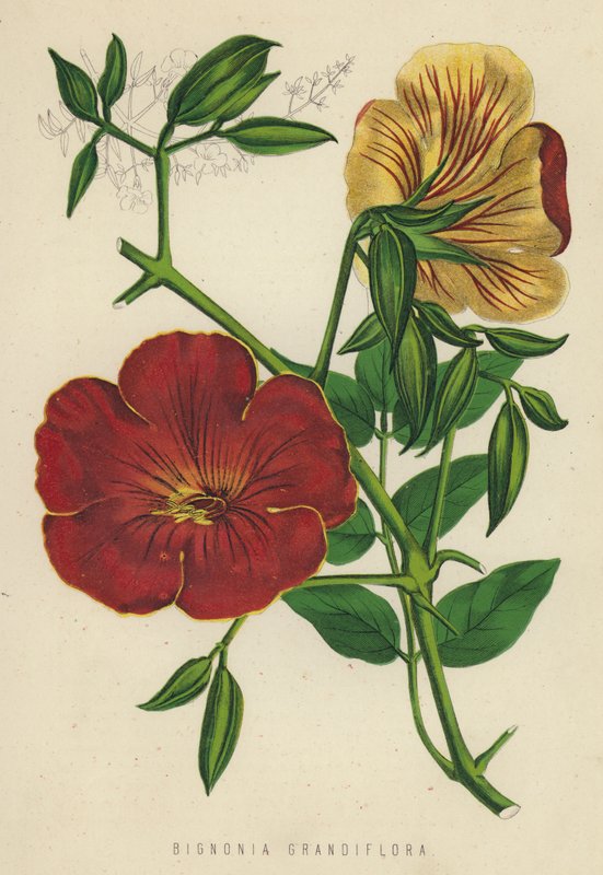 Bignonia Grandiflora (chromolitho) autorstwa English School