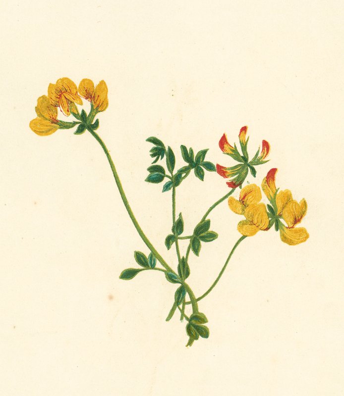 Lotos pstry, Lotus Corniculatus (kolorowa litografia) autorstwa English School