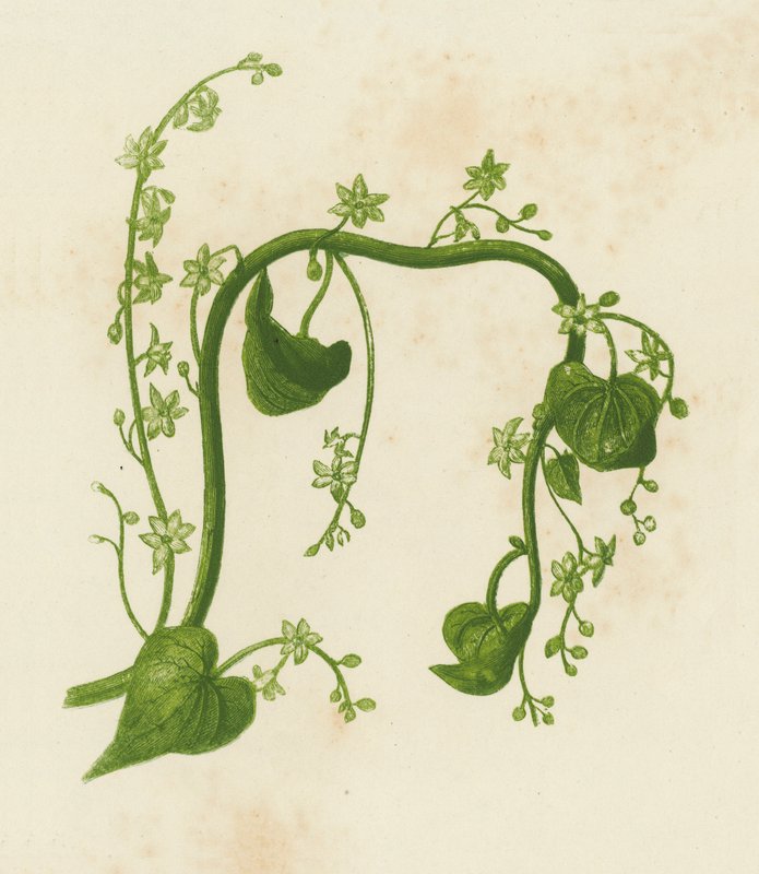 Bryonia pospolita, Tamus Communis (kolorowa litografia) autorstwa English School