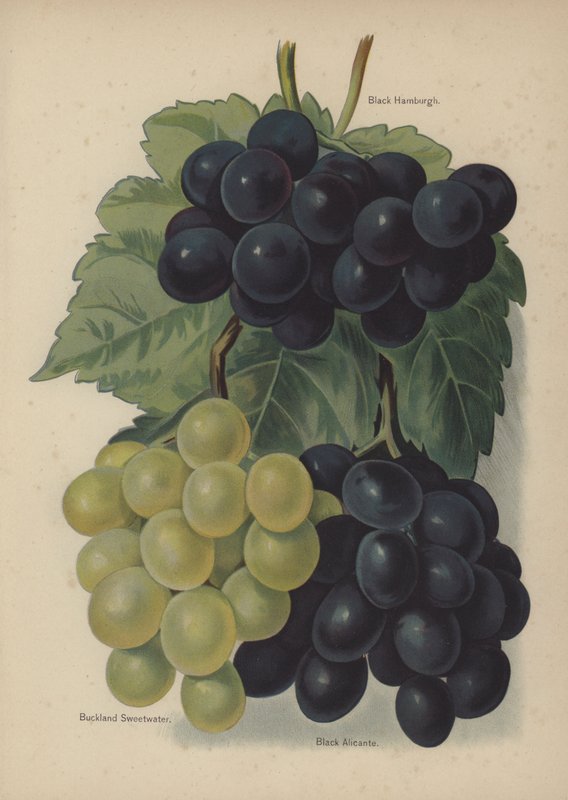 Black Hamburgh, Buckland Sweetwater, Czarne Alicante autorstwa English School