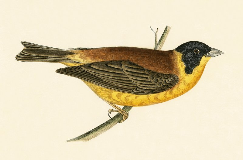 Black Headed Bunting, ilustracja z "A History of the Birds of Europe Not Observed in the British Isles" autorstwa Charlesa Roberta Bree (1811-86), opublikowana w 1867 r. autorstwa English School