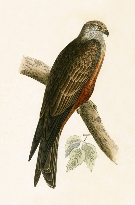 Kania czarna, ilustracja z „Historii ptaków Europy nieobserwowanej na wyspach brytyjskich” Charlesa Roberta Bree (1811-1886), opublikowana w 1867 r. autorstwa English School