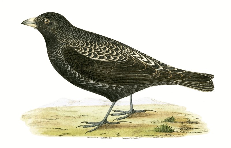 Black Lark, ilustracja z „Historii ptaków Europy nieobserwowanej na wyspach brytyjskich” Charlesa Roberta Bree (1811-86), opublikowana w 1867 r. autorstwa English School