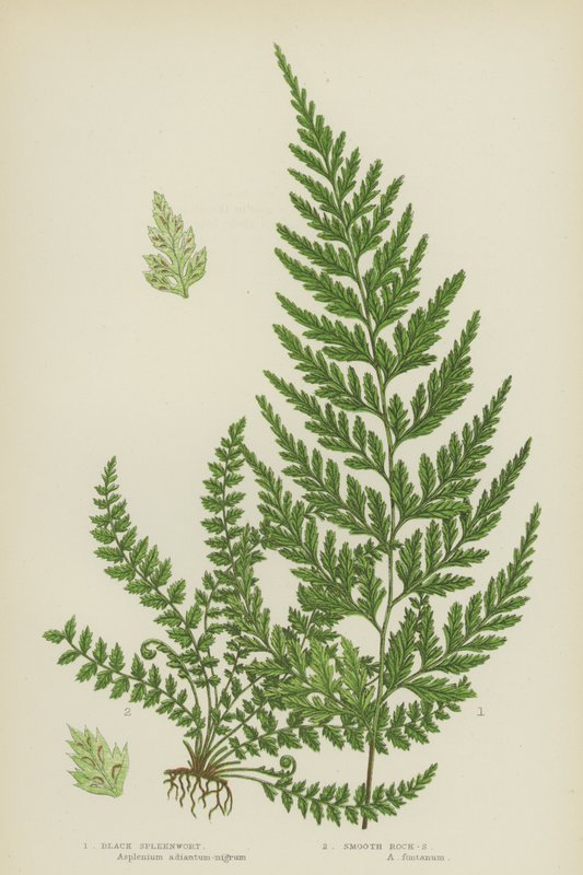 Black Spleenwort, Smooth Rock-Spleenwort (kolor lito) autorstwa English School