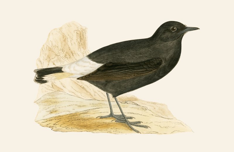 Black Wheatear, ilustracja z „Historii ptaków Europy nieobserwowanej na wyspach brytyjskich” Charlesa Roberta Bree (1811-86), opublikowana w 1867 r. autorstwa English School