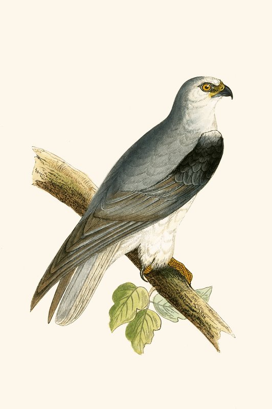 Kania czarnoskrzydlata, ilustracja z „Historii ptaków Europy nieobserwowanej na wyspach brytyjskich” Charlesa Roberta Bree (1811-86), opublikowana w 1867 r. autorstwa English School