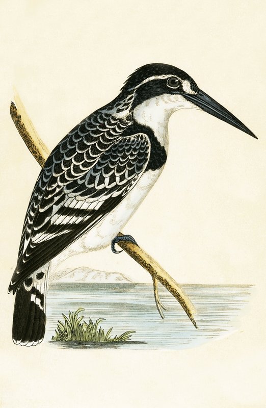 Czarno-biały zimorodek, ilustracja z „Historii ptaków Europy nieobserwowanych na wyspach brytyjskich” Charlesa Roberta Bree (1811-86), opublikowana w 1867 r. autorstwa English School