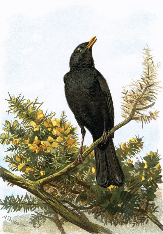 Blackbird autorstwa English School