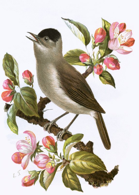 Blackcap autorstwa English School