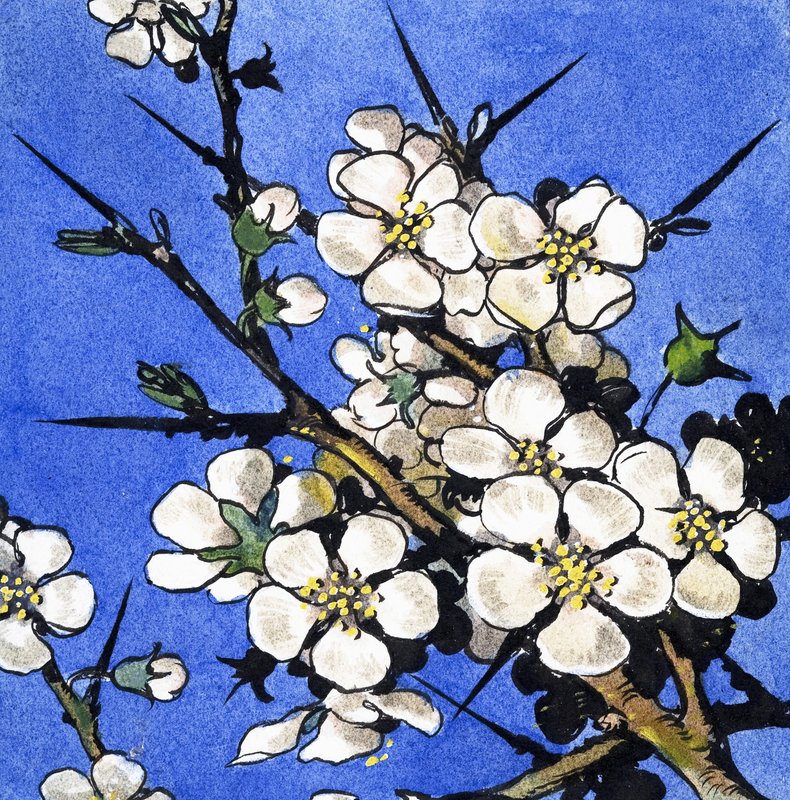 Blackthorn autorstwa English School