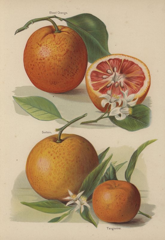 Krwawa Pomarańcza, Podtrzymanie, Tangerine autorstwa English School