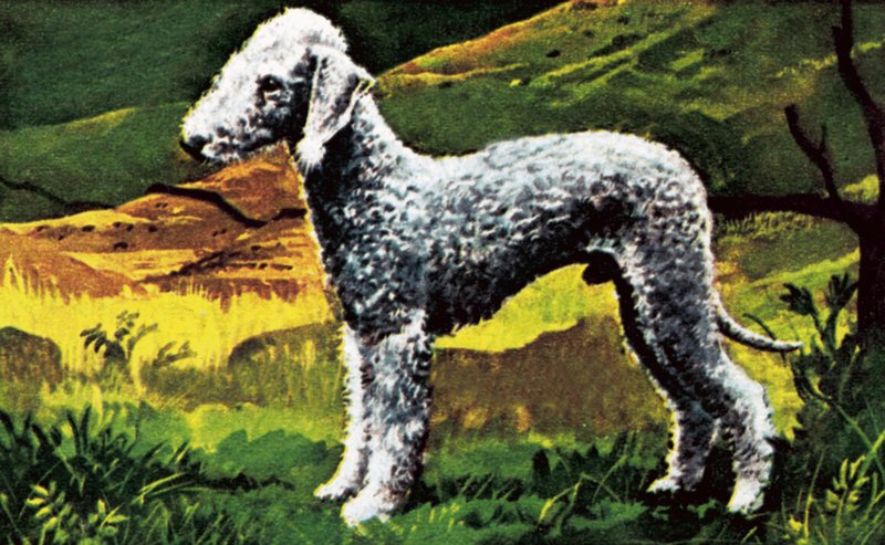 Niebieski Bedlington autorstwa English School